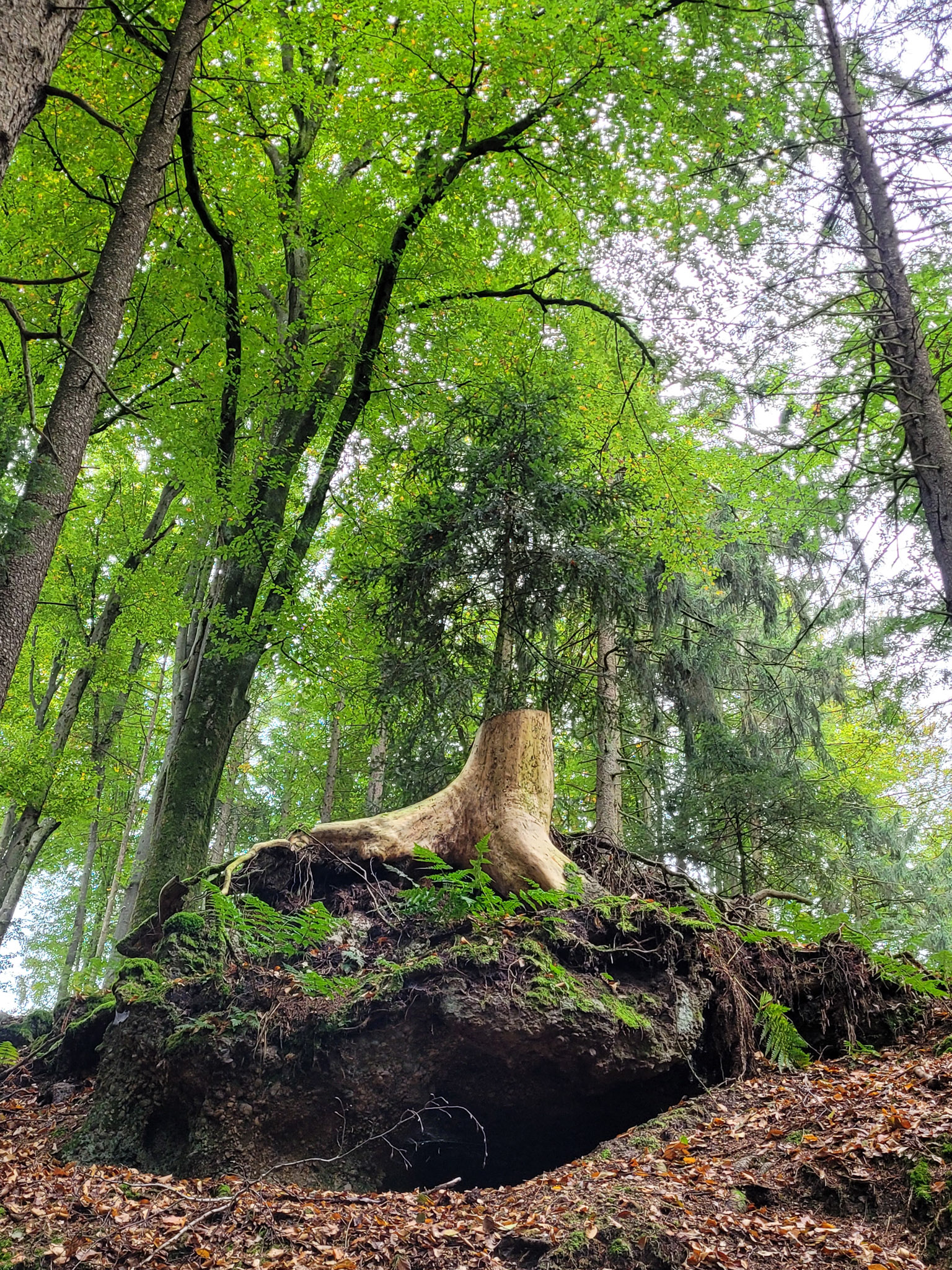 20231015113944 20231015 113944